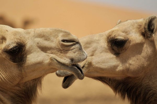 L'importance du bon réglage des appuie-têtes pour prévenir les blessures cervicales