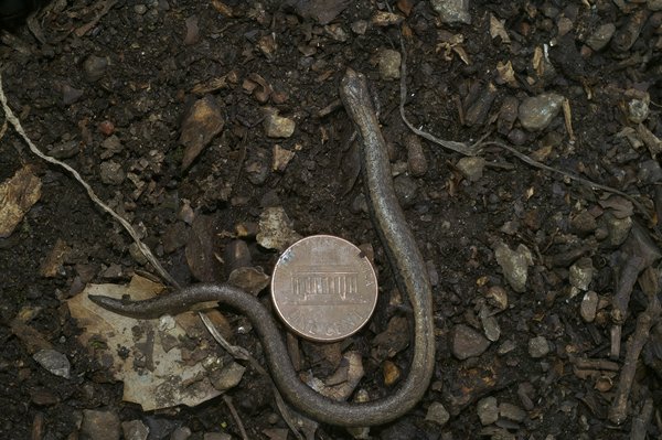 Comment la Mitsubishi Outlander PHEV se compare-t-elle aux autres SUV hybrides en termes de coûts d'entretien ?